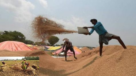 ओडिशा:  धान की खरीद शुरू होने के 12 दिन बाद भी सुंदरगढ़ के किसान नहीं पहुंच रहे खरीद केंद्र