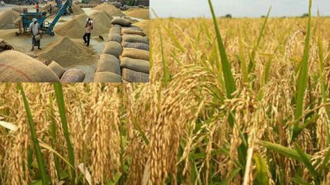 ओडिशा: सुंदरगढ़ में किसान घाटा सहकर बेच रहे धान, जानें क्‍यों?