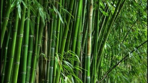 महाराष्‍ट्र की शिंदे सरकार बांस की खेती करने पर किसानों को दे रही 7 लाख रुपये की सब्सिडी