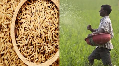 छत्तीसगढ़ में कृषि विभाग ने बढ़ाई सतर्कता, खाद-बीज और कीटनाशकों की गुणवत्ता जांच जारी