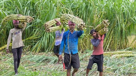  यूपी सरकार ने गन्ना किसानों को दिया बड़ा तोहफा, MSP को 20 रुपए बढ़ाया