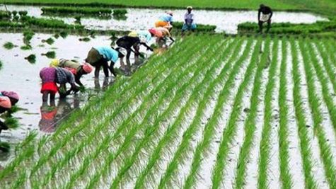 ओडिशा में किसानों को खेती की नई तकनीक की मिलेगी शिक्षा, आयोजित किया जाएगा पानी पखवाड़ा 