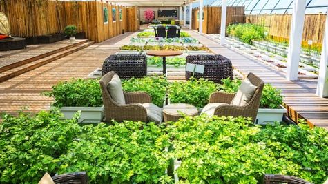 घर की छत पर जैविक फल, फूल और सब्जी उगाने के लिए मिलेंगे 37,500 रुपए, जानें सरकार की स्कीम