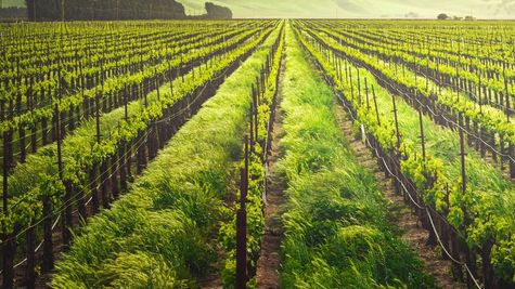 Top Farmers in India: होश उड़ा देगी भारत के इन सबसे अमीर किसानों की आमदनी! जानिए कैसे हुआ फायदा