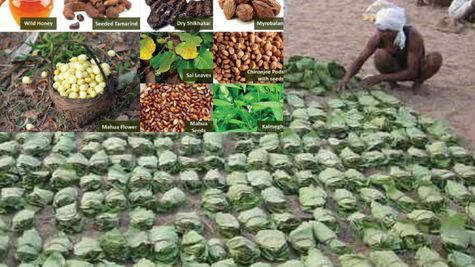 ओडिशा: पटनायक सरकार ने लघु वन उपज के लिए एमएसपी और जनजातीय भाषा आयोग गठन के लिए दी मंजूरी 