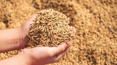 छत्तीसगढ़ में 142.23 लाख मीट्रिक टन धान की हुई खरीद, किसानों के खाते में भेजे गए 29 हजार 318 करोड़