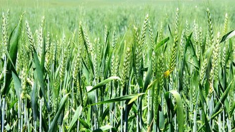मध्य प्रदेश के किसानों के लिए राहत भरी खबर, मोहन सरकार देगी फसल नुकसान का मुआवजा