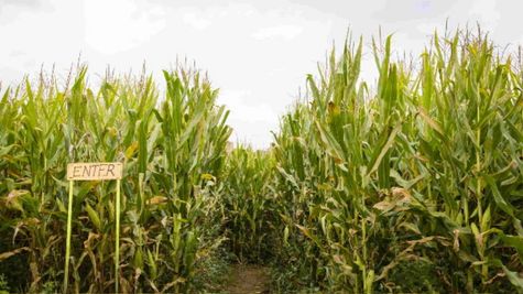 Solar Fencing: खेतों को छुट्टा पशुओं से छुटकारा दिलाने के लिए योगी सरकार करेगी आर्थिक कदम 