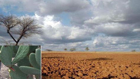 झारखंड के किसान काटा रहित कैक्‍टस की खेती से करेंगे कमाई, सरकार कर रही मदद