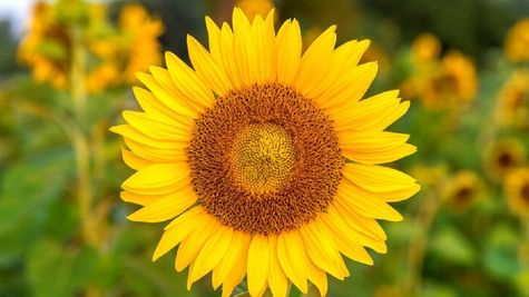 Business Idea: सूरजमुखी के फूल की खेती से होगा तगड़ा मुनाफा, बीज और तेल से मिलेगा बंपर पैसा 