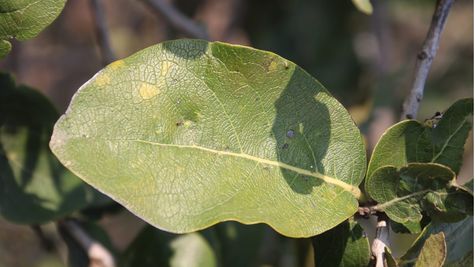मोहन सरकार ने मध्य प्रदेश में बढ़ाई तेंदू पत्ता संग्रहण दर, जानिए कितने रुपए प्रति बोरा की गई