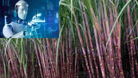 UP में गन्ने की खेती में होगा आर्टिफिशियल इंटेलिजेंस का प्रयोग, जानें कैसे और क्‍यों?