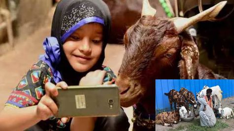 यूपी: भेड़-बकरी पालकों के लिए लागू किया गया ये नियम, तभी मिलेगी 50 प्रतिशत सब्सिडी