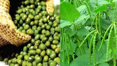 हरियाणा सरकार किसानों को मूंग के बीज पर दे रही है 75% सब्सिडी, जानिए डिटेल     