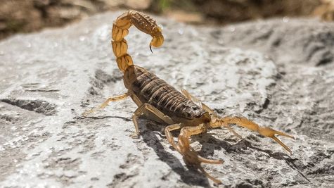 Business Idea: बिच्छू पालन से झटपट बन सकते हैं मालामाल, करोड़ों रुपए में बिकता है इस खतरनाक जीव का जहर 