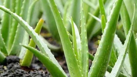 Aloevera Business Idea: एलोवेरा की खेती से होती है बंपर कमाई, जानें कैसे शुरू होगा ये बिजनेस