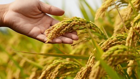 PMFBY से किसान अपनी क्षतिग्रस्त हुई फसल का ले सकते हैं मुआवजा, किस तरह उठाएं इस स्कीम का लाभ 