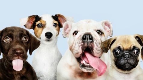 Pet Insurance: अपने पेट्स की सुरक्षा के लिए जरूर करवाएं ये इंश्योरेंस, जानें कितना आएगा मासिक खर्च 
