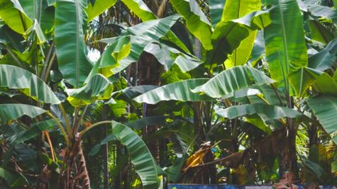 Business Idea: केले के पेड़ से आप बन सकते हैं करोड़पति, जैविक खाद से बनें मालामाल