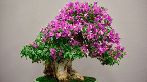 Business Idea बोन्साई पेड़ की बाजार में बढ़ रही है डिमांड, अभी इसका बिजनेस शुरू करके करें मोटी कमाई 