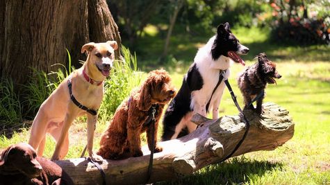 Pet Dogs और मालिकों को मिलेगी ये एयरलाइन सुविधा, जानें कहां से चलेंगी ये एयरलाइन