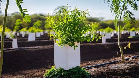 Sandalwood farming: क्या आप भी बनना चाहते हैं करोड़पति? इस पेड़ से होने लगेगी शानदार कमाई, ऐसे करें खेती