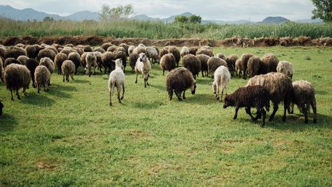 Livestock Business Idea: भेड़ पालकर आप कर सकते हैं मोटी कमाई, जानें कैसे होगा बंपर फायदा