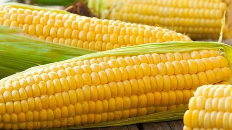 खरीफ मक्का के बीज पर पंजाब सरकार दे रही किसानों को सब्सिडी 