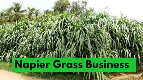 Business Idea: बरसात में कमाई का सुनहरा मौका, एक बार इनवेस्टमेंट करें और 5 साल तक कमाएं पैसे