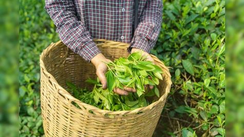 Business Ideas: चाय पत्ती के कारोबार से कमा सकते हैं मोटा पैसा, ऐसे शुरू करें ये बिजनेस  