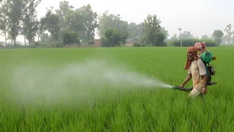 अब फसलें नहीं होंगी खराब! बाजार में आ गए हैं ये 2 Fungicide, धान को रोगों से बचाने में मिलेगी मदद