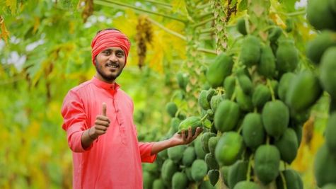 बिहार सरकार ने दी खुशखबरी, इस फल की खेती पर मिलेंगे 45 हजार रुपये, देखें अप्लाई का तरीका वरना छूट जाएगा मौका!