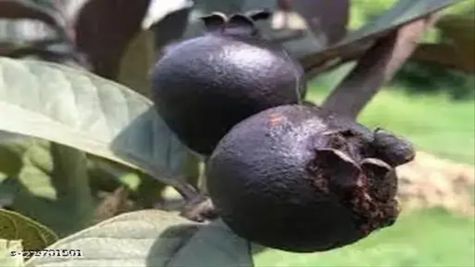 Business Ideas: किसानों के लिए बेहतरीन बिजनेस आइडिया, 30 से 35 साल तक होगी अंधाधुंध कमाई