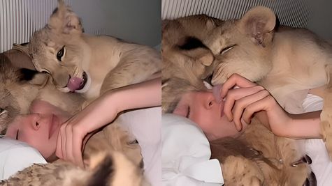 Viral News: 1 या 2 नहीं, महिला से लिपटकर सो रहे शेर के 4 बच्चे, ये वीडियो देखकर हो जाएंगे आप भी इमोशनल