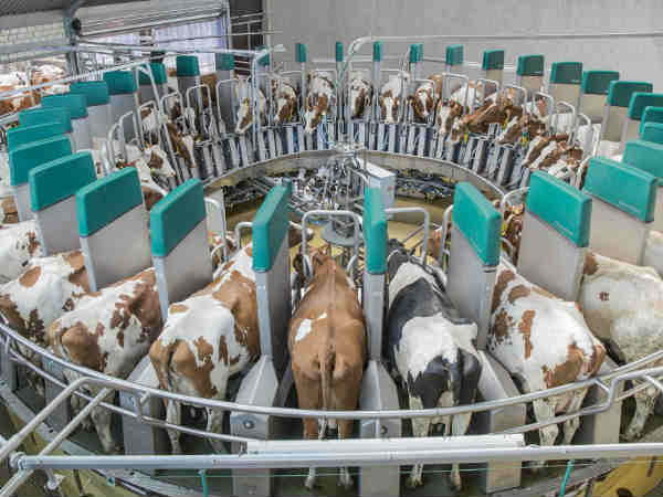 दो हजार गाय, अरबों का मुनाफा