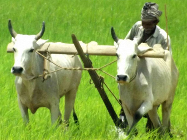 किसानों के लिए घोषणाएं