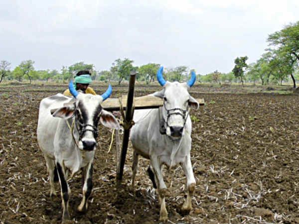 किसानों के लिए गेहूं के समर्थन मूल्य का एलान