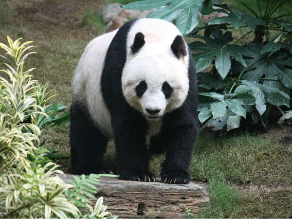 पांडा के संग मस्‍ती करने की नौकरी  