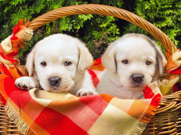 पालतू जानवरों का बीमा 