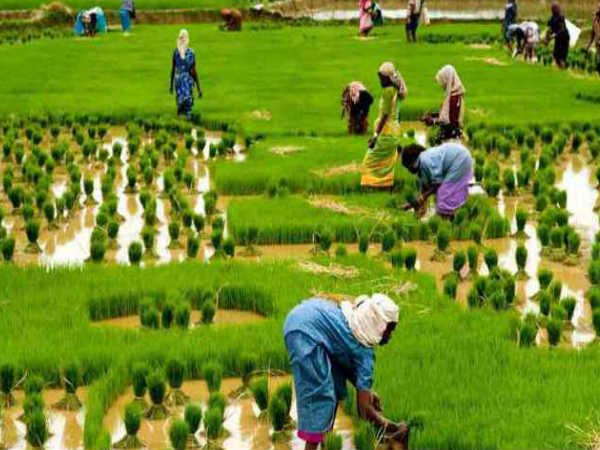 किसानों के लिए कुछ राहत 