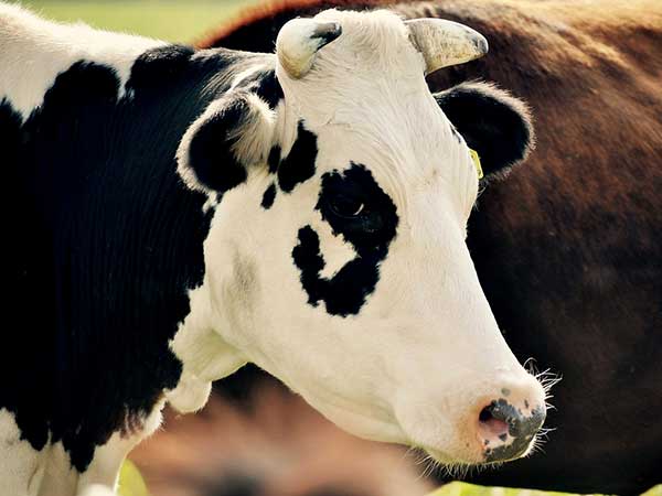 लाइव स्‍टॉक फीड प्रोडक्‍शन 