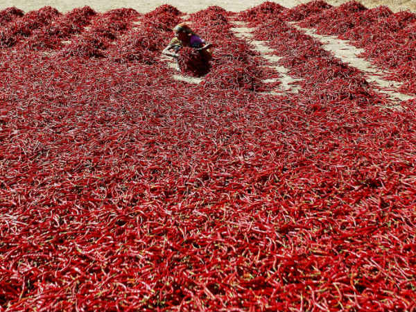 लाल मिर्च का निर्यात 42 फीसदी बढ़ा