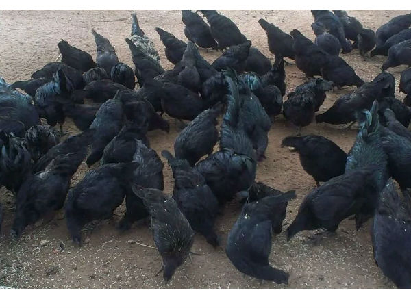 कैसे करें कड़कनाथ मुर्गे का बिजनेस 