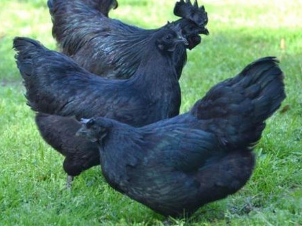 इन प्रदेशों में पाया जाता है कड़कनाथ चिकन 