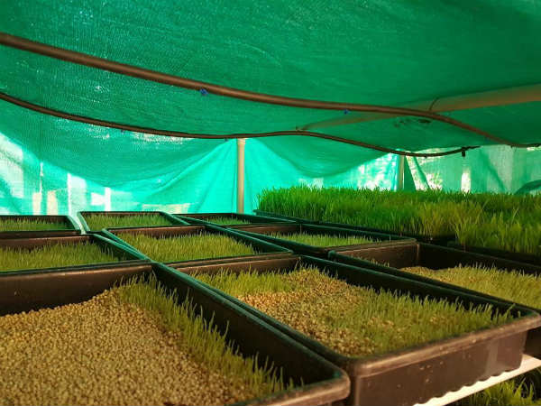 खाद्य प्रसंस्करण के लिए 1400 करोड़ रुपए देने की घोषणा