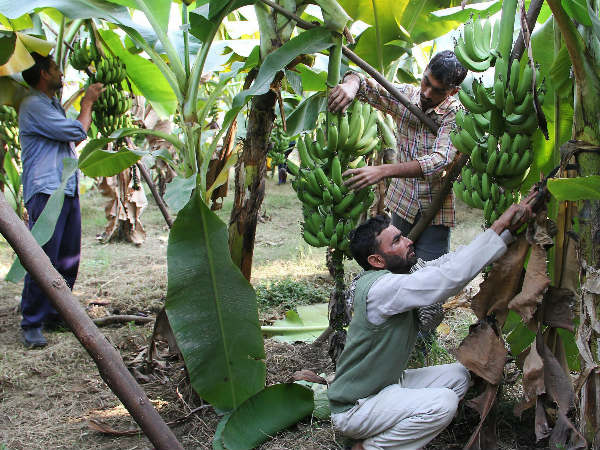 केले की खेती का बिजनेस
