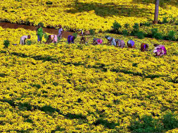 बाजार में फैंसी फूलों की डिमांड
