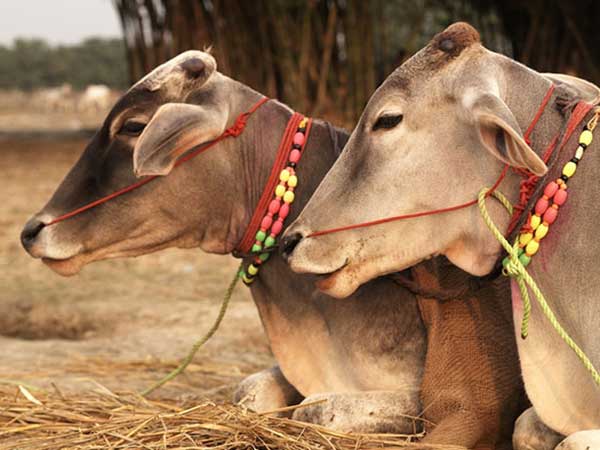 कृषि विश्विविद्यालय से होती है डिमांड 
