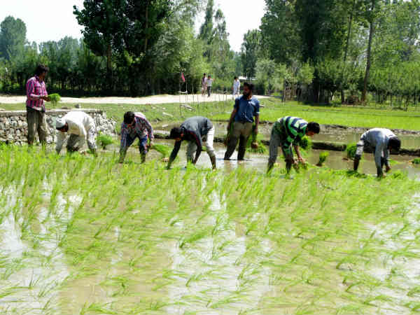 अंतरिम बजट में आई थी पीएम सम्मान निधि योजना