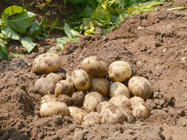 शर्त ये रखी थी पेप्सिको ने 